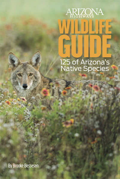 Wildlife Guide: 125 of Arizona’s Native Species