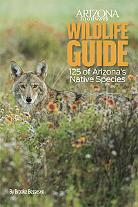 Wildlife Guide: 125 of Arizona’s Native Species