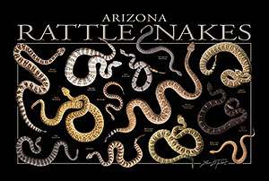 Arizona Rattlesnakes Poster