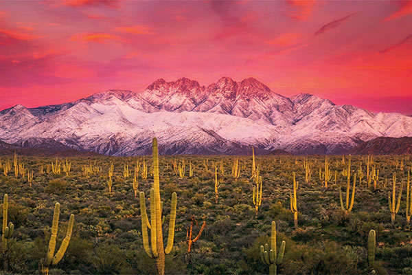 Saguaros and Four Peaks Holiday Cards